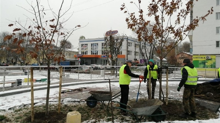 У Фастові на площі Соборна висадили дуби