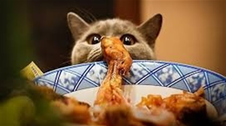 Котячі теревені