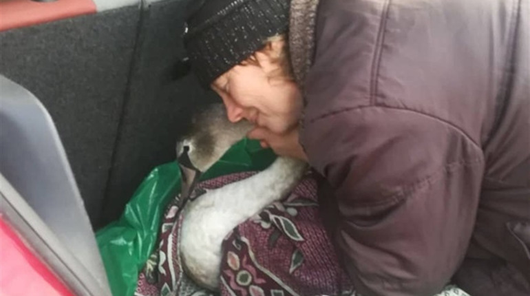 Лебедя із Кременеччини після вогнепального поранення врятувати не вдалося