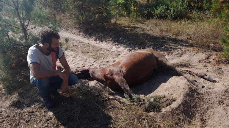 3400 гривень штрафу присудили водію, який збив екоактивіста на Глухівщині. Що відбувається у справі?