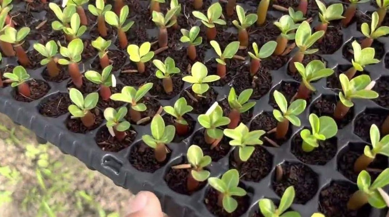 Посівний календар на березень 2026 року - сприятливі дні за місячним календарем