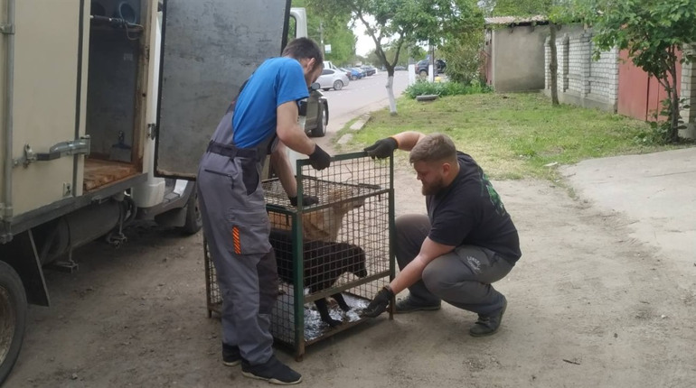 Повернули собак на вулиці: у Біляївці тривають заходи з регулювання чисельності безпритульних тварин