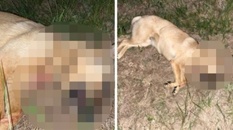 На Звягельщині поліція розслідує випадок вбивства домашньої собаки — його застрелили