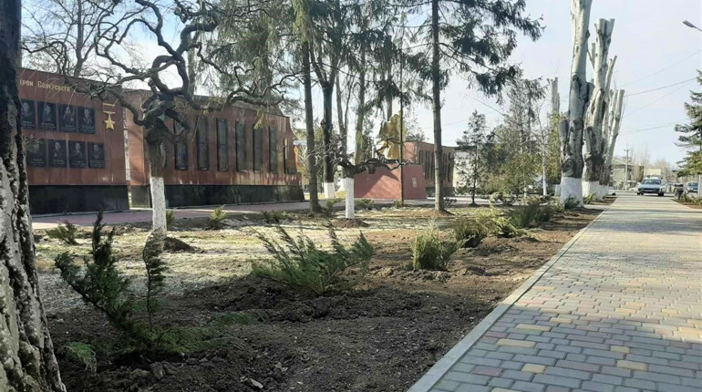 В Біляївці в центрі висадили 35 кущів ялівця: їх виростили працівники садочка  "Капітошка"