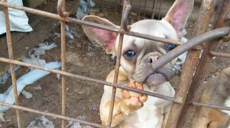 Понад сотня собак у жахливих умовах: поліція проводить слідчі дії у кінологічному клубі Ізмаїла