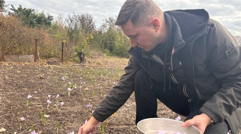 Переселенець із Каховки вирощує шафран на Черкащині