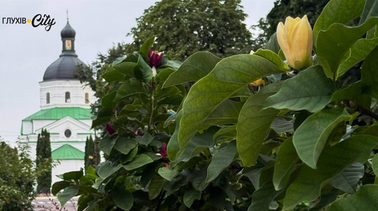 У Глухові вдруге за рік розквітли магнолії (ФОТО)
