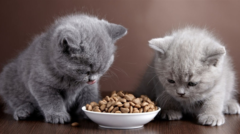 Повышение иммунитета кошек с помощью корма Royal Canin