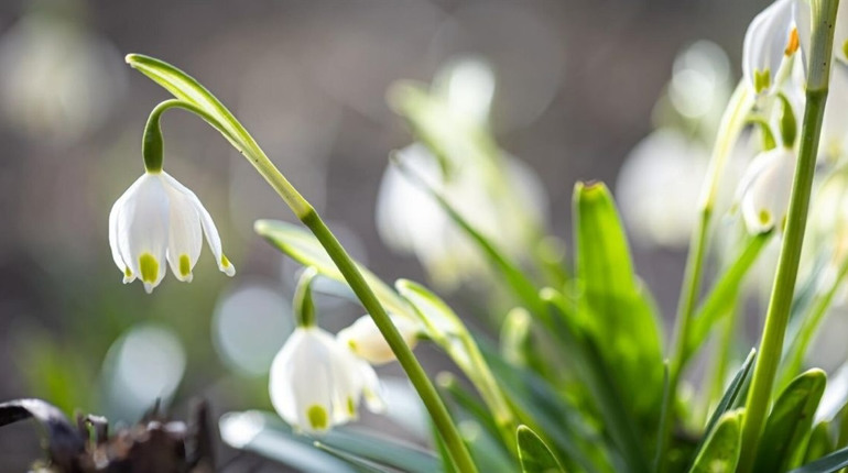 Найближчими днями невеликі опади і туман: яку погоду прогнозують синоптики