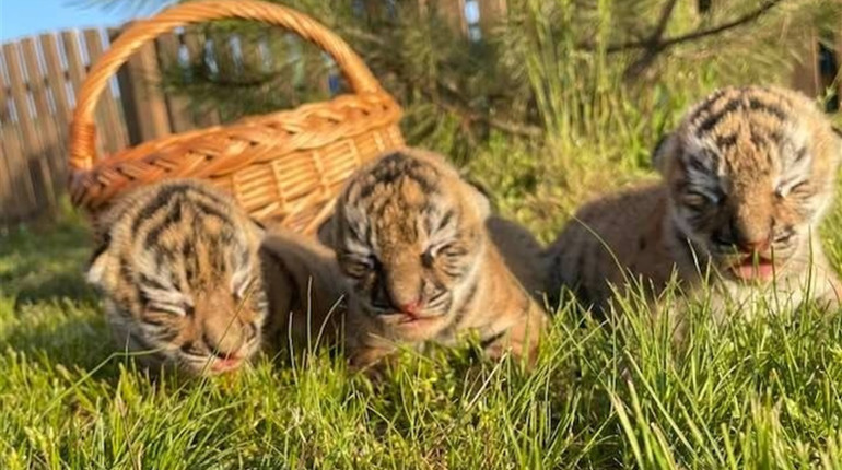 Бебібум у сафарі-парку на Арабатській Стрілці. Дивіться фото новонароджених тварин — милота зашкалює