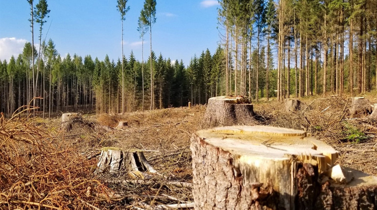 Про порушення у сфері охорони природи жителі Володимиреччини можуть повідомити Держекоінспекцію