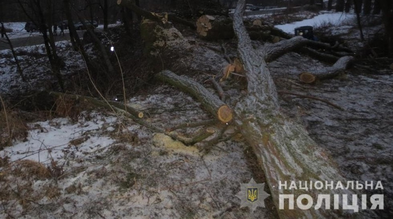 Поліцейські викрили трьох буковинців за незаконну вирубку деревини