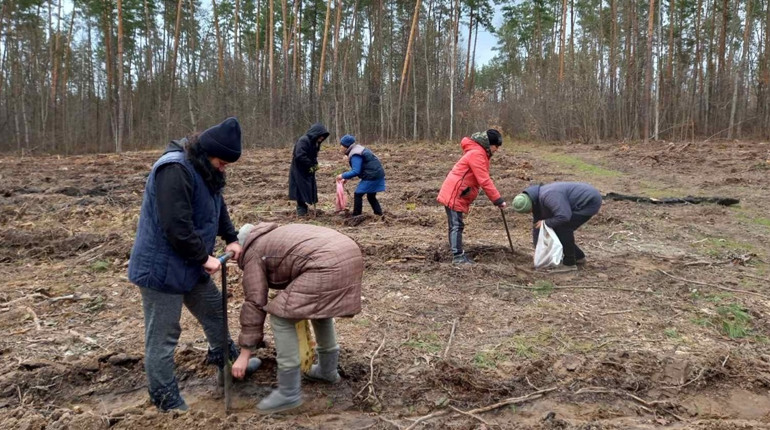 Скільки сіянців дерев висадили шосткинські лісоводи