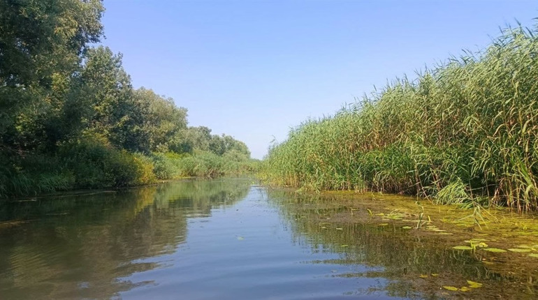 Стан води у Дністрі: науковці обстежили дельту річки
