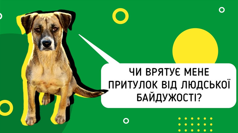 Місто собак із сумними очима. Цим фоторепортажем запрошуємо всіх до онлайн-дискусії
