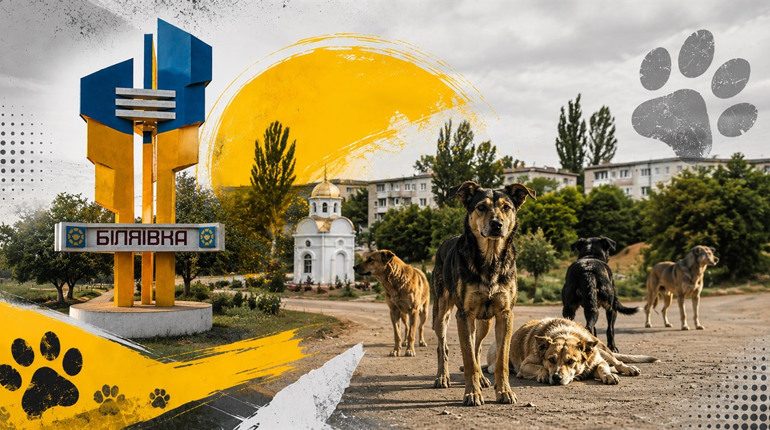 Чому Біляївка не може впоратися з безпритульними собаками: помилки, які провалили вирішення проблеми