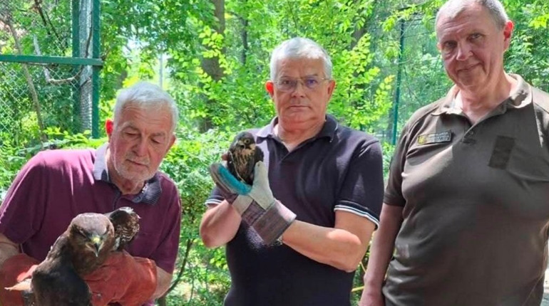 Хижі птахи в ресторанах і хворий єнот у зоопарку: в Одесі порушують закон про охорону природи
