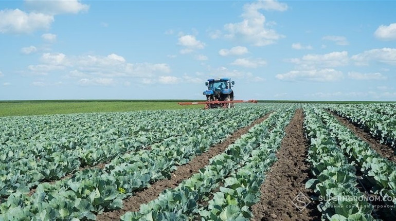 Пшениці буде менше: чому аграрії Херсонщини переходять на вирощування овочів