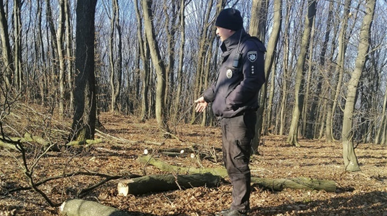 У Давидівцях в лісі неподалік кладовища незаконно рубали дерева 