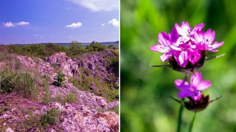 Неопалима купина розквітла на Чортківщині (+ фото)
