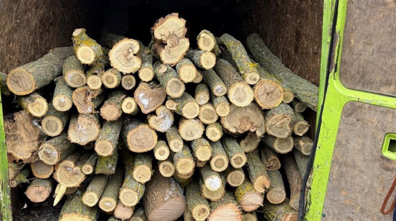 Двоє мешканців Біляївської громади спиляли 206 дерев для продажу: їм загрожує до 7 років