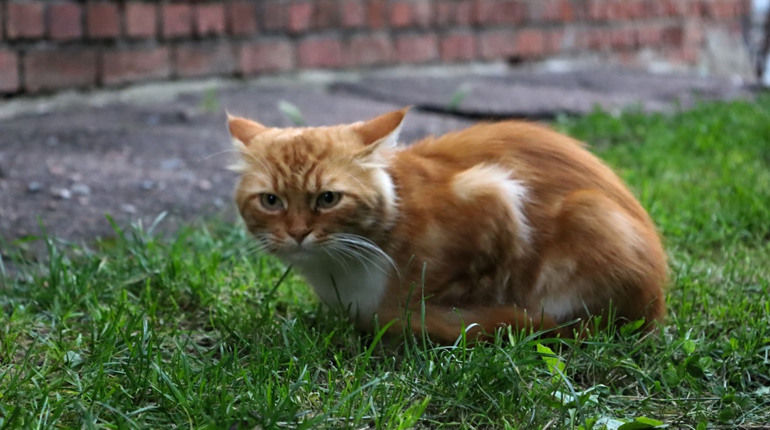 UAnimals безплатно стерилізуватиме тварин у Глухові. Як записати кота чи собаку?
