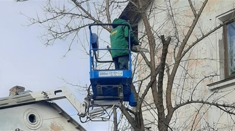 Як у Смілі проводять обрізку дерев та куди йдуть дрова: пояснення міського голови. Відео