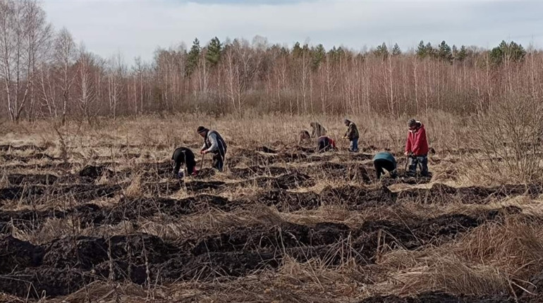 Естафету садіння лісу в Студениківській громаді на Переяславщині підхопила Семенівка