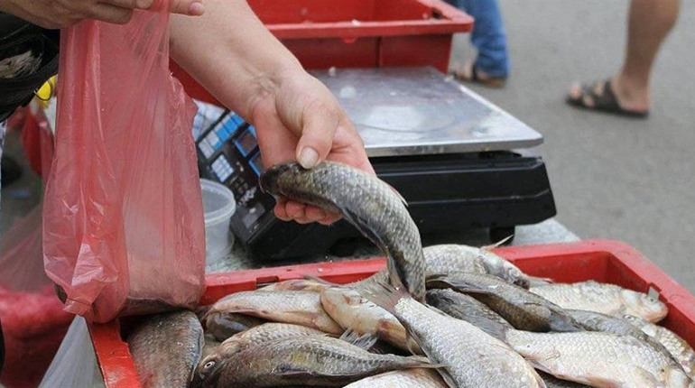 Контроль якості рибопродуктів у Знам’янці: де обрати якісну продукцію