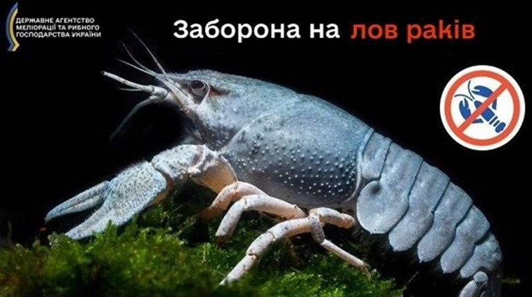 Заборона вилову раків на Сумщині до середини вересня: скільки доведеться платити порушникам?