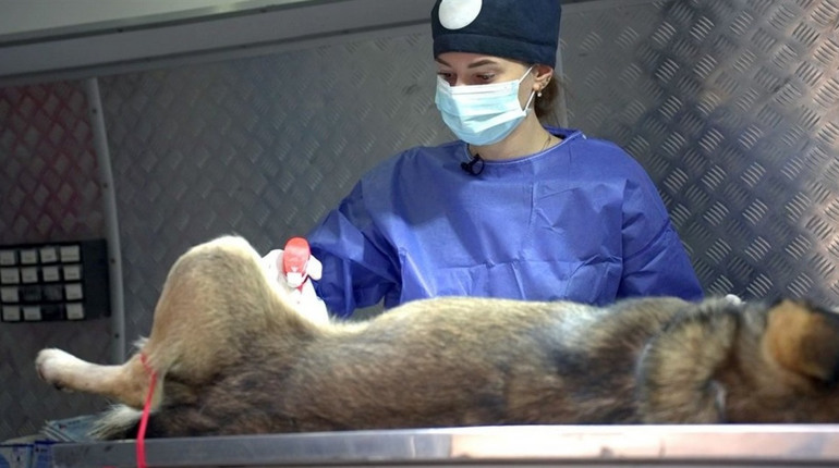 В Ізмаїлі простерилізували 200 безхатніх собак, планується ще 300