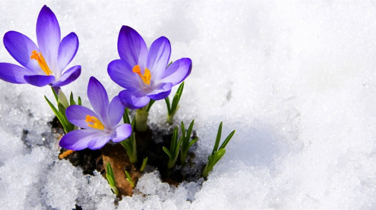 Весна набирає обертів: в середу на Сумщині - до +14 градусів