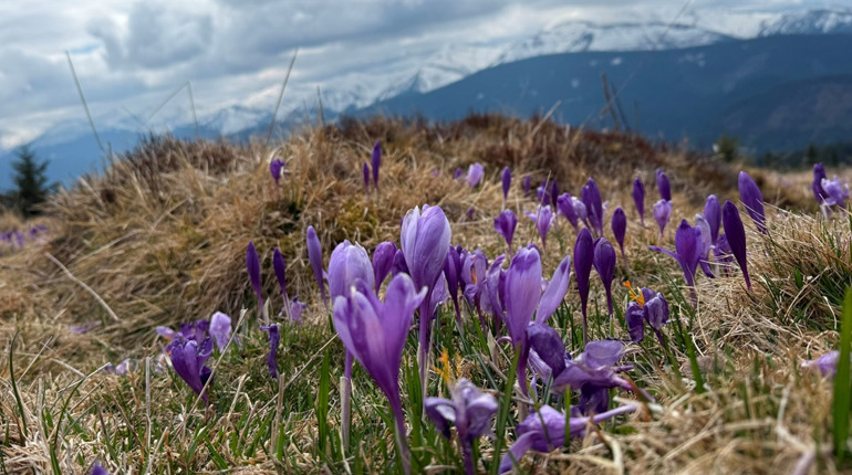 Чи варто йти в похід на Кукул, коли квітнуть крокуси: пригоди журналістки
