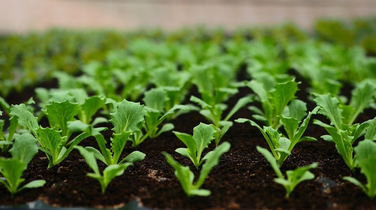 Посівний календар на березень 2026 року: що і коли сіяти, як доглядати за садом