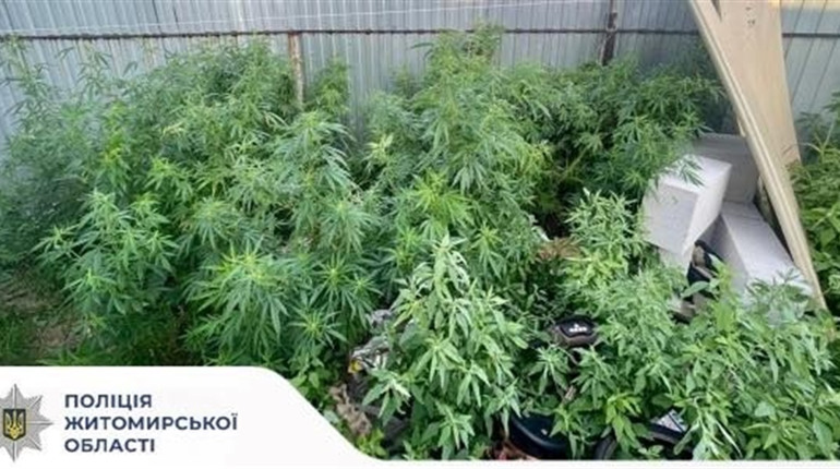 За зберігання і вирощування конопель звягелянин постане перед судом: слідчі завершили розслідування