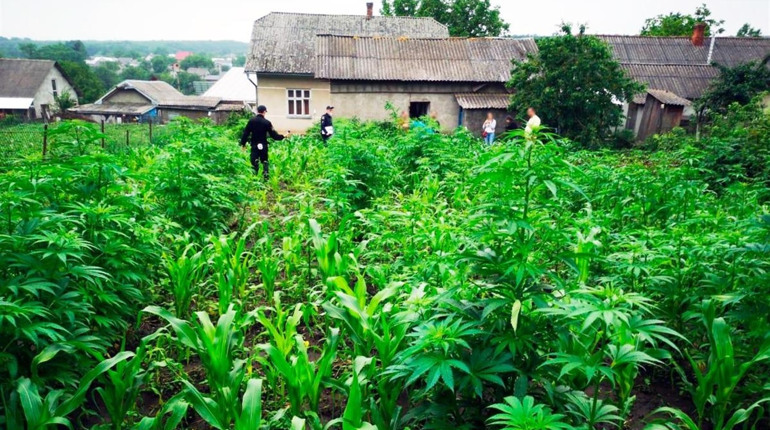  У жительки Кіцманя на городі росло понад 800 кущів конопель. Власниця з сином чинили опір поліції