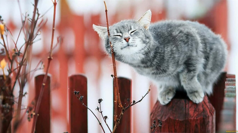 Ночі ще будуть морозними, вдень - до 13 тепла: прогноз погоди