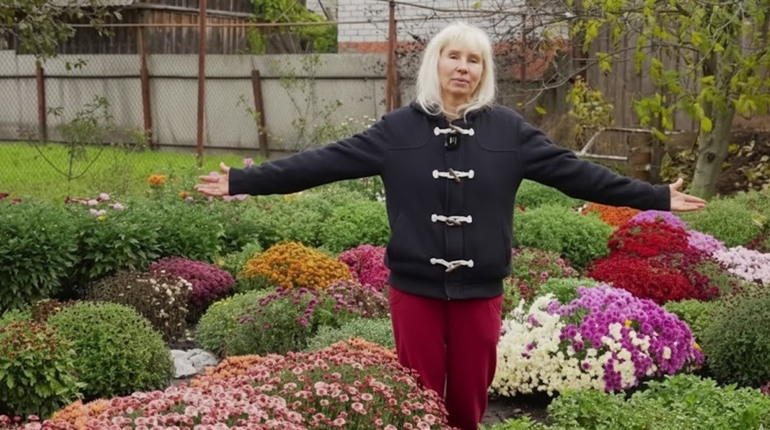 Живі вишиванки та квіткові кулі: унікальна краса осінніх хризантем у Шостці