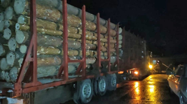24-річного жителя Сарненського району спіймали із незаконною деревиною