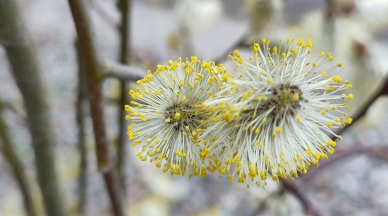 Коли Благовіщення за новим календарем та які ще будуть релігійні свята у березні 2026 року