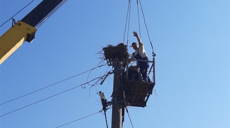 Як у Іванові комунальники прийшли на допомогу птахам