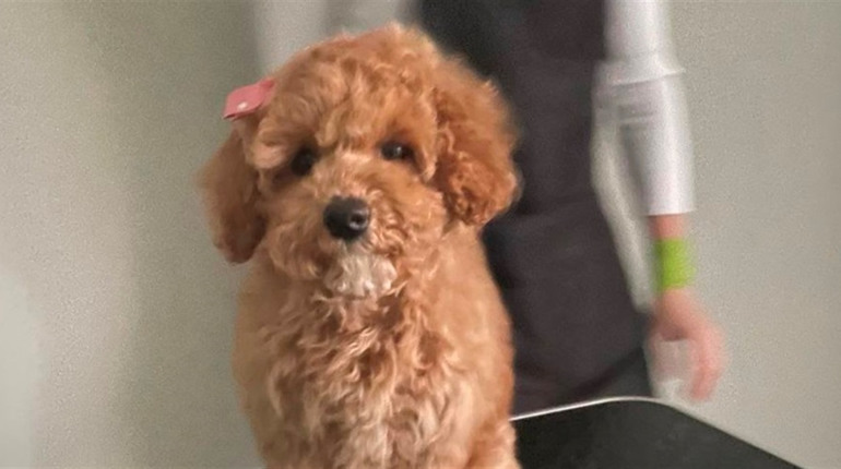 Краса, комфорт і любов для вашого пухнастого улюбленця: Grooming Salon Marseille запрошує на грумінг