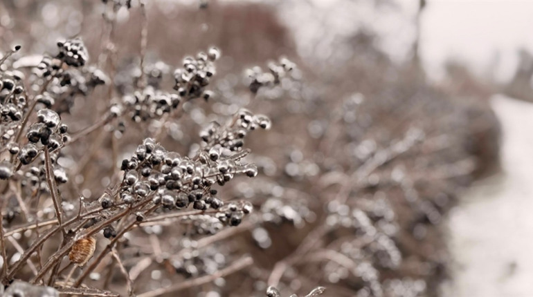Первомайськ вкрило кригою. Фотоальбом січневого ранку