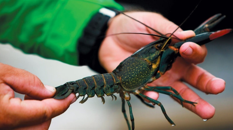 На Городоччині заборонили вилов раків: обмеження діятиме до літа 2026 року