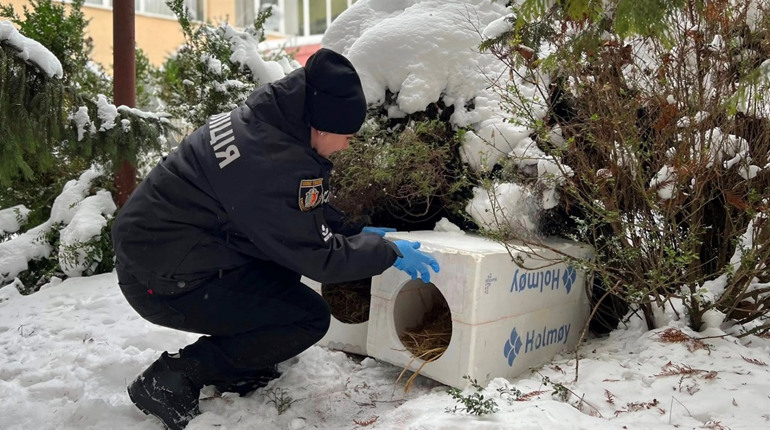 Патруль тепла для хвостиків: у Нетішині облаштували пункт незламності для бездомних чотирилапих