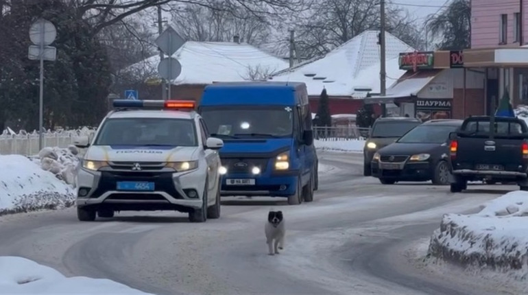 Особливий сарненський пес: як Калапуша супроводжує загиблих Героїв у їхній останній дорозі додому