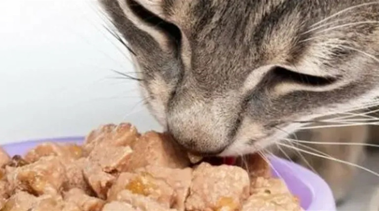 Вологий корм для котів: все, що потрібно знати перед покупкою