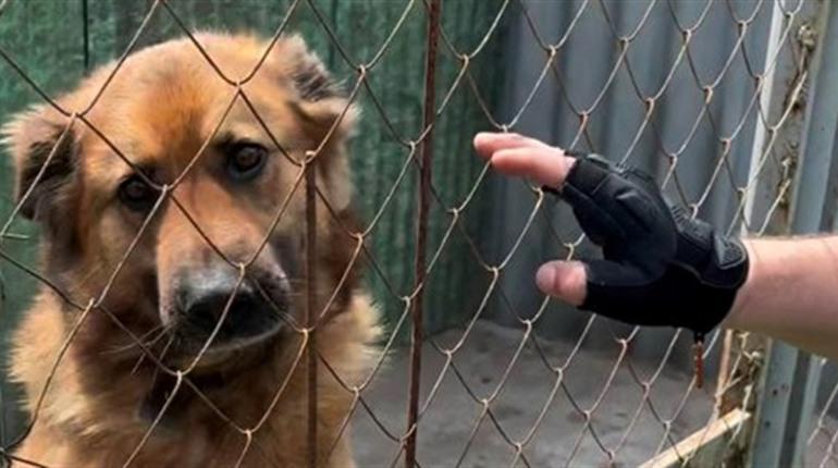 Як волонтери UAnimals та "Білі янголи" рятували собак з прикордоння Сумщини (відео)