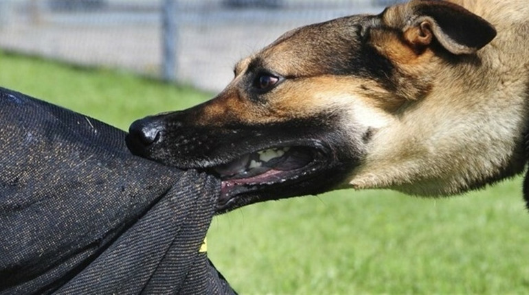 18+ У Біляївці в центрі собака покусав жінку-пенсіонерку: проблема набуває масового характеру