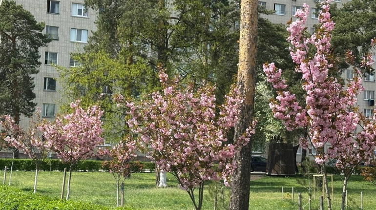 Погода у Нетішині та в області на 26 квітня